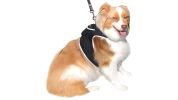 GPS Tracker for Dog Collar w/ Perimeter Fencing System Size:XL