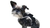 Collar Rechargeable Portable GPS Tracking Devices GSM Locator Size:XL
