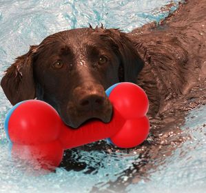 Life Bone Shaped Durable Chew & Fetch Teether Dog Toy