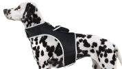 Portable Collar GSM GPS Pet Finder Realtime Tracking System-L