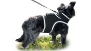 Precise Realtime Dog Tracking GPS GSM System Collar Size:L