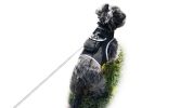 Portable Collar GSM GPS Pet Finder Realtime Tracking System-L
