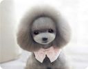 Bowknot Dog Collar Princess Costume Decor Accessories