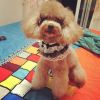 Retro Lace Collars Handmade Dog Neckerchief Beads 8.2-11.2"