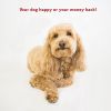 Dog Bed Super Value Machine Washable, Large, Black