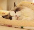 Blanket Dog Bed Warm Mat Four Seasons Universal Blanket